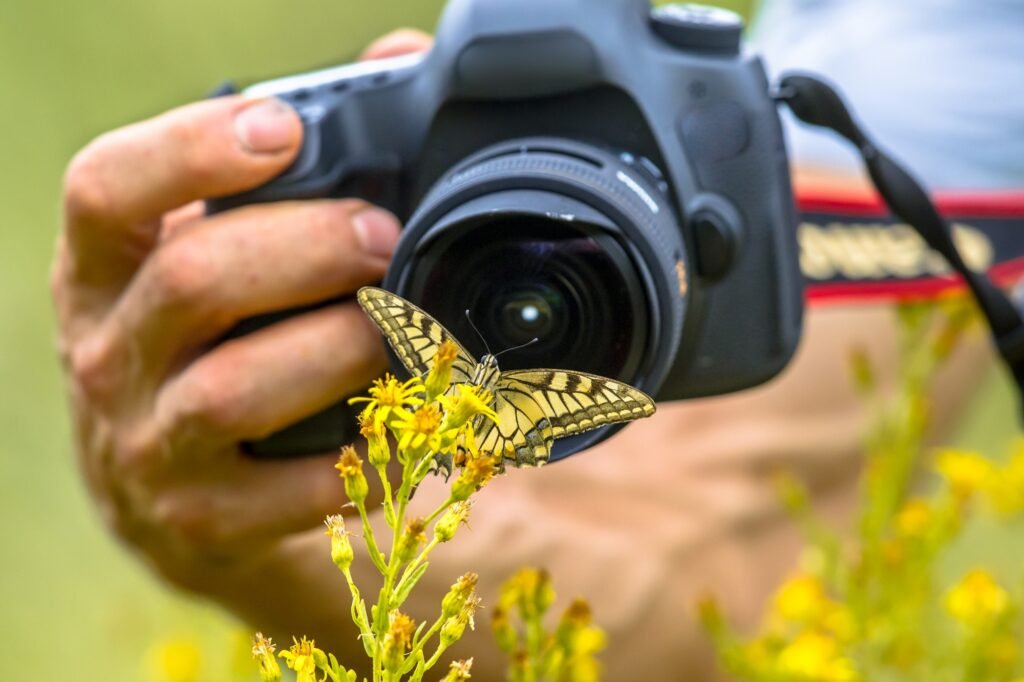 Butterfly photography